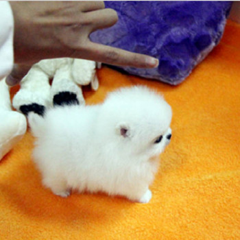 Cuccioli di Pomerania maschi e femmine