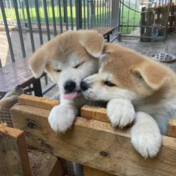 cuccioli di akita inu.