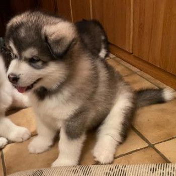 CUCCIOLI DI ALASKAN MALAMUTE.