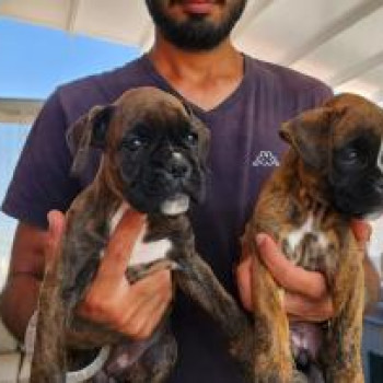 CUCCIOLI CANE BOXER.