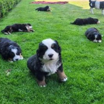 Meravigliosi cuccioli di Bovaro del Bernese.