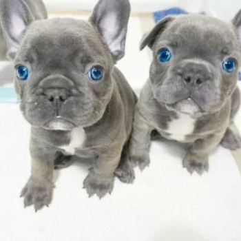 Bouledogue - Bulldog francese.