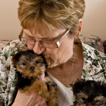 Vendo cuccioli di Yorkie maschi e femmine