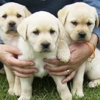 Cuccioli di Labrador in vendita  