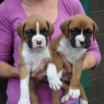 Cuccioli di Boxer in vendita  