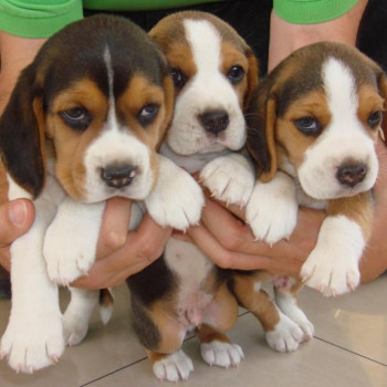 Cuccioli di Beagle tre colori in vendita  