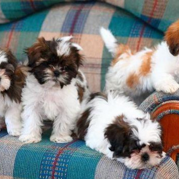 Cuccioli giocosi di Shih Tzu in vendita  