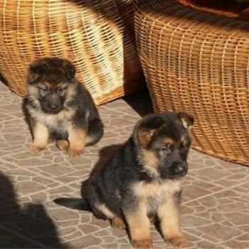 Cuccioli di pastore tedesco in vendita  