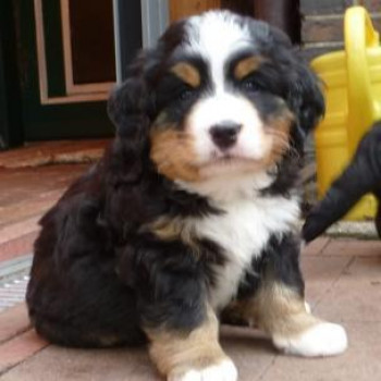 Disponibili bellissimi cuccioli di Bovaro Del Bernese. 