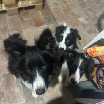 Cuccioli border collie. 