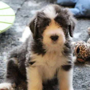 TRE CUCCIOLI DI BEARDED COLLIE CIOCCOLATO. 