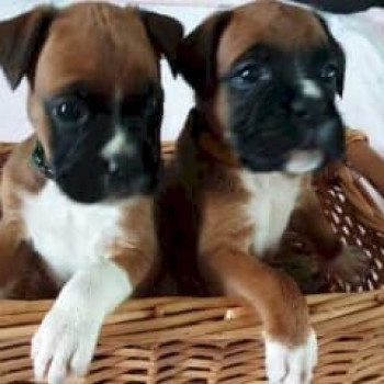 Whatsapp  34 632236922  2 cucciole boxer