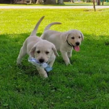 Whatsapp  34 632236922  Cuccioli puri di labrador miele