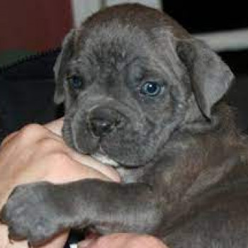 Whatsapp  34 632236922  Cuccioli di corso
