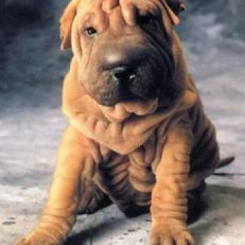 Cuccioli sharpei