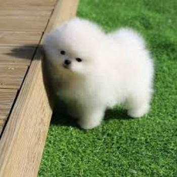 Cuccioli Spitz Pomerania