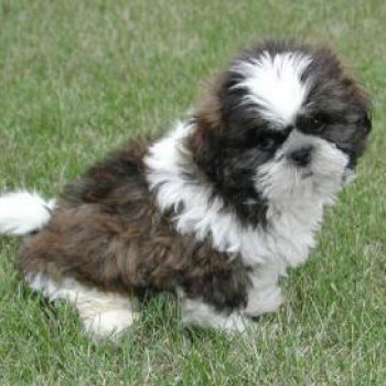 Whatsapp  34 632236922  Shih-tzu cuccioli con pedigree enci