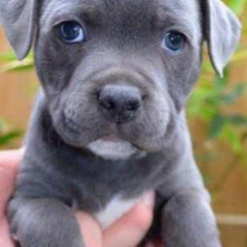 American BULLY grigio