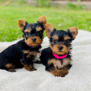 Cuccioli di Yorkshire nero e cioccolato ad un ottimo prezzo