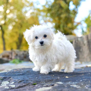 disponibili adorabili cuccioli di maltese