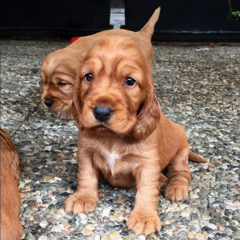 adorabili cuccioli di cocker spaniel