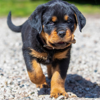 Disponibili cuccioli di rottweiler ben addestrati