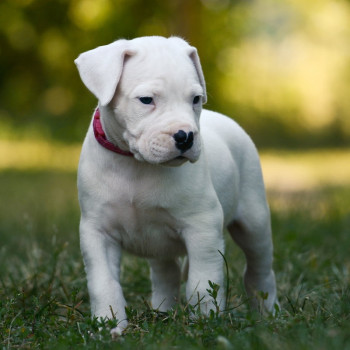 disponibili cuccioli di dogo argentino