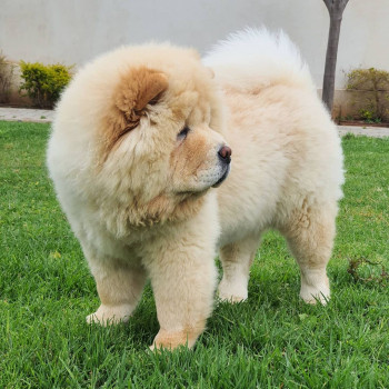 adorabile cucciolo di chow chow