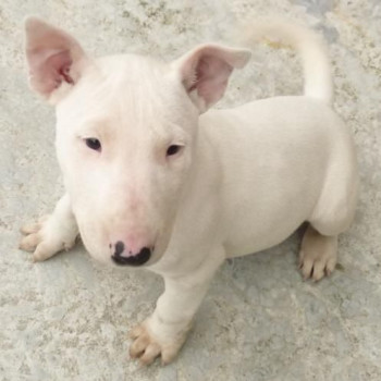 cuccioli di bull terrier