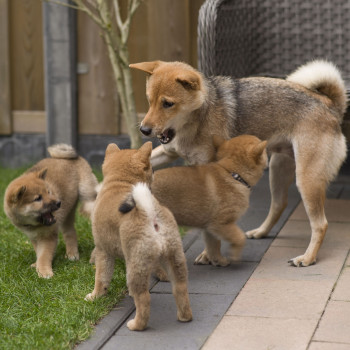 Disponibili tenerissimi cuccioli di shiba inu