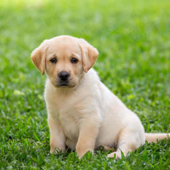 tenerissimi cuccioli di labrador retriever