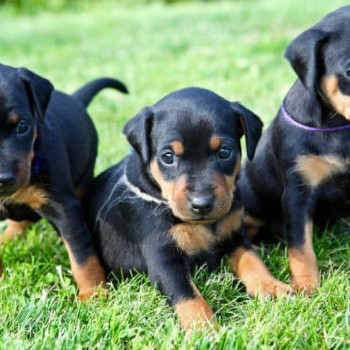 adorabili cuccioli di doberman