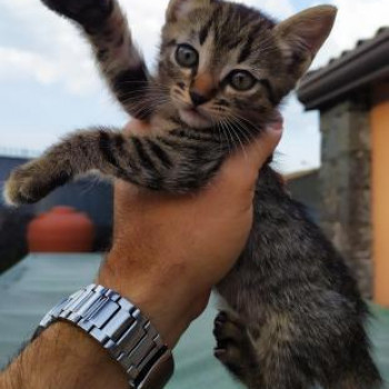 MERAVIGLIOSI GATTINI CUCCIOLI SORIANI E BOMBAY IN REGALO.