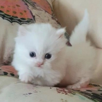 Munchkin gattini bianca puri