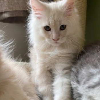 Disponibili Cuccioli di Maine Coon, maschio e femm...