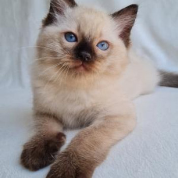 Cuccioli di Ragdoll con pedigree