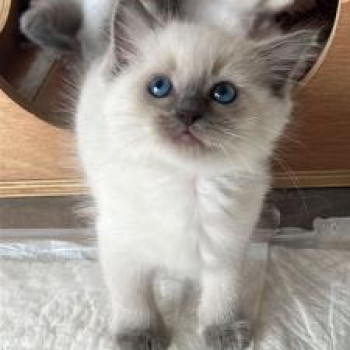 CUCCIOLI DI RAGDOLL CON PEDIGREE ANFI