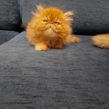 Meravigliosi cuccioli di gatti Persian. 