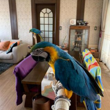 Splendidi pappagalli Ara