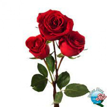 UOMO MATURO CERCA DONNA MATURA