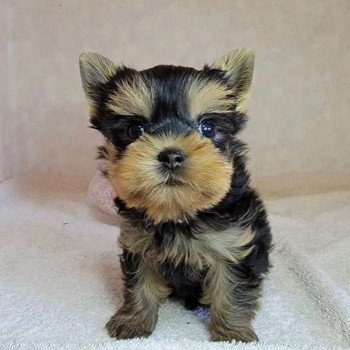 cuccioli di yorkie in adozione