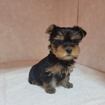 cuccioli di yorkie in adozione