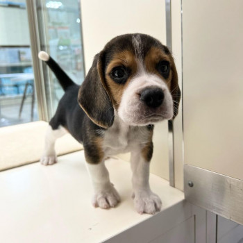 Bellissimi cuccioli di beagle disponibili