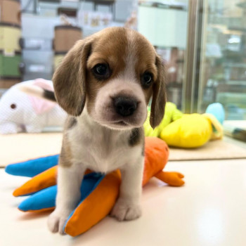 4 Bellissimi cuccioli di beagle disponibili