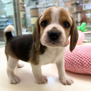 beagle Porta gioia e amore nella tua casa