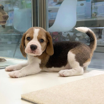  adotta un beagle oggi