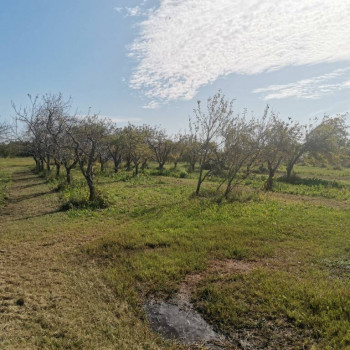 Terreno agricolo in Vendita - Rif.  11.112 - 07/10/2020