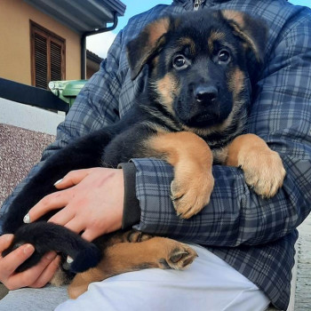 cuccioli di Pastore tedesco