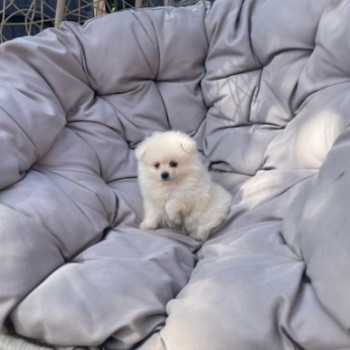 Cuccioli di Pomerania