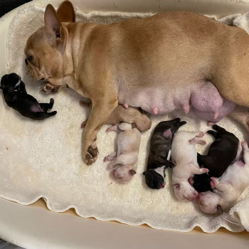 Regalo cuccioli di bulldog francese maschi e femmine